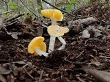 Hygrocybe flavifolia image
