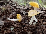 Hygrocybe flavifolia image