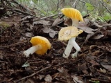 Hygrocybe flavifolia image
