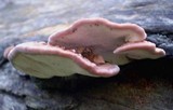 Fomitopsis lilacinogilva image