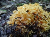 Ramaria formosa image