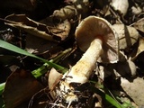 Agaricus semotus image