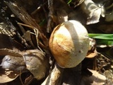 Agaricus semotus image