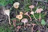 Contumyces rosellus image
