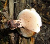 Hydnellum peckii image