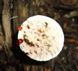 Hydnellum peckii image