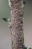Hydnoporia olivacea image