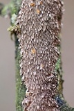 Hydnoporia olivacea image