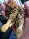 Morchella diminutiva image