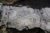Biscogniauxia atropunctata image