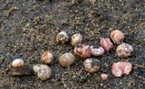 Hydnangium carneum image