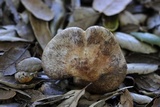 Inocybe fraudans image