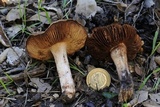 Inocybe fraudans image