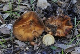 Inocybe fraudans image
