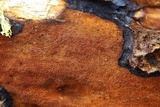 Inonotus andersonii image