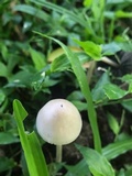 Panaeolus antillarum image