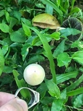 Panaeolus antillarum image