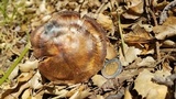 Inocybe fraudans image