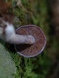 Cortinarius iodes image