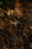 Xylaria tentaculata image