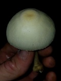 Leucocoprinus straminellus image