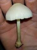 Leucocoprinus straminellus image