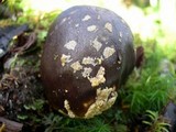 Amanita augusta image
