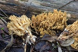 Phaeoclavulina myceliosa image