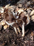 Helvella compressa image