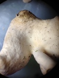 Helvella compressa image