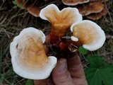 Ganoderma sessile image
