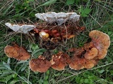 Ganoderma sessile image