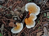 Ganoderma sessile image