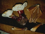 Ganoderma sessile image