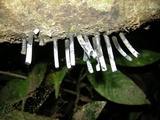 Camillea leprieurii image