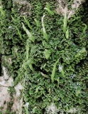 Cladonia ochrochlora image