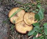Armillaria gallica image