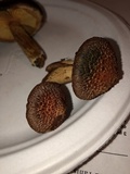 Gymnopilus thiersii image