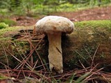 Hypomyces completus image