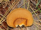 Sarcomyxa serotina image