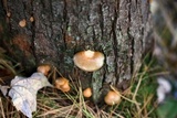 Sarcomyxa serotina image