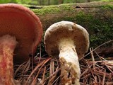 Hypomyces completus image