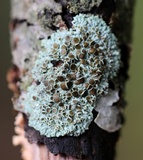 Physcia pumilior image