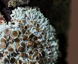 Physcia pumilior image