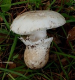 Amanita calyptratoides image
