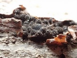 Lasiosphaeria hirsuta image