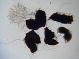 Lasiosphaeria hirsuta image