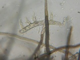 Lasiosphaeria hirsuta image