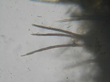 Lasiosphaeria hirsuta image