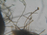 Lasiosphaeria hirsuta image